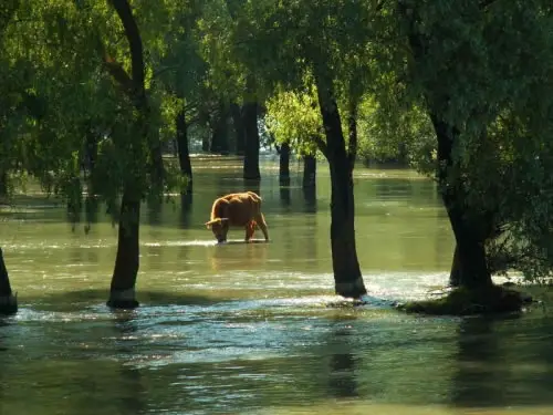danube delta - flooded pasture