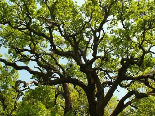 danube delta letea oak