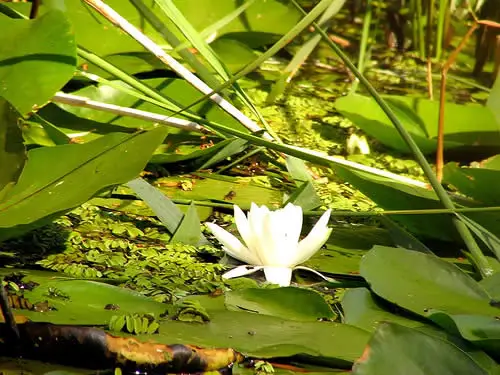 danube letea lotus
