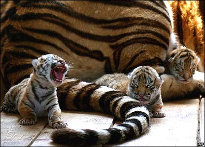 siberiantiger Man Feeds Tiger, No News. Tiger Feeds On Man, News