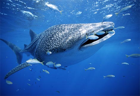 whale shark with fish Worlds Largest Shark (Whale Shark) Soars Like an Eagle