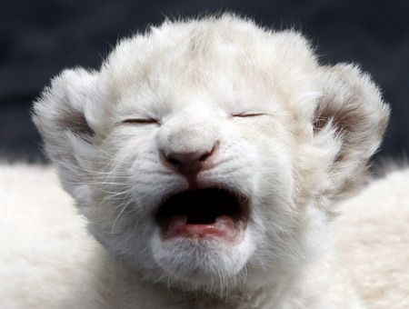 Three White Lion Cubs Looking for a Home