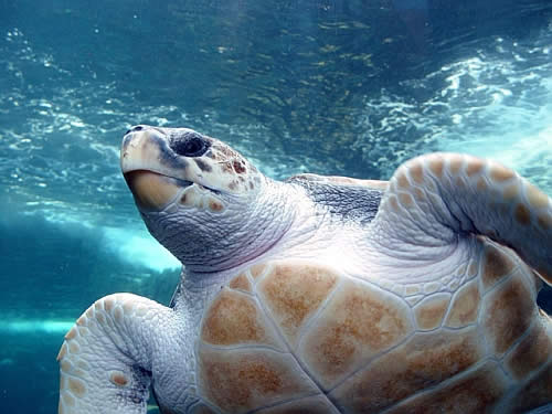 loggerhead sea  turtles