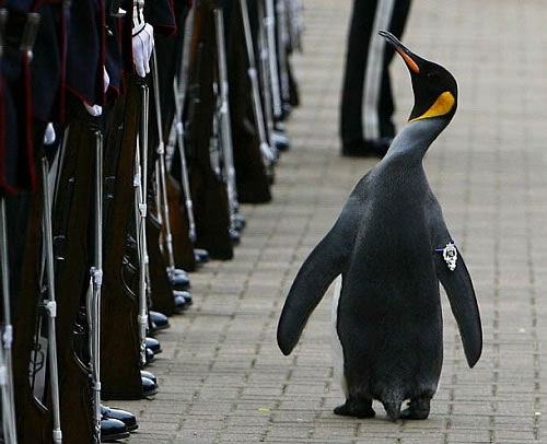  Military Tattoo, the annual military music festival, when the penguin 