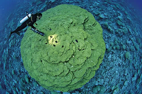 large ancient lobe coral in kingman reef Worlds Largest Marine Sanctuary