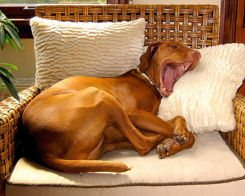 yawning dog Like Man Like Dog