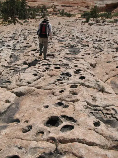 geologists discover dinosaur dancefloor Dinosaur Dancefloor Discovered on the Arizona Utah Border