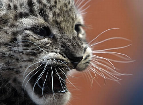 persian leopard cub Hope in the Midst of Global Warming