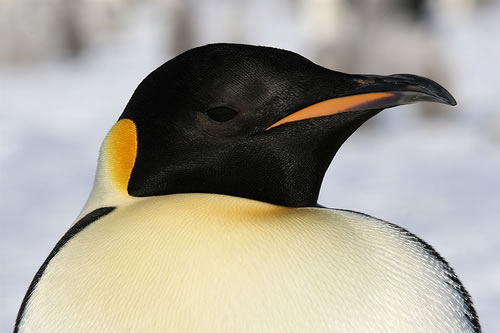 Pictures Of Emperor Penguin - Free Emperor Penguin pictures 