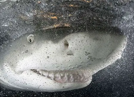 smiling lemon shark Smiling Lemon Shark Gets Photography Award