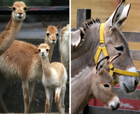 baby animals and their mothers. A aby alpaca, a aby donkey,