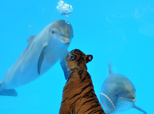 dolphin tiger Flipper the Dolphin Says Hello to Tony the Tiger
