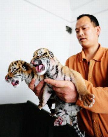 tiger cubs wallpaper. tiger cubs wallpaper.
