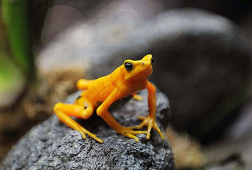 The Panamanian golden frog (Atelopus zeteki) is critically endangered.