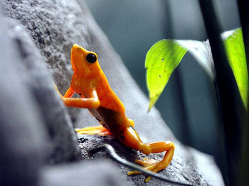 panamanian-golden-frog-