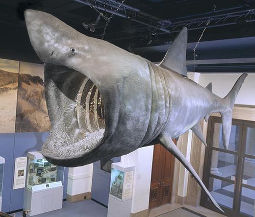 Basking shark model at the National Museum in Cardiff