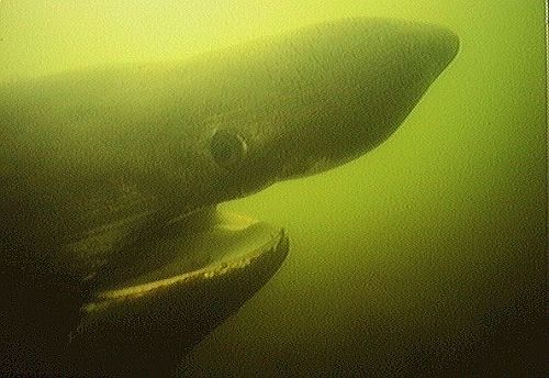 Basking Shark Head Close-up
