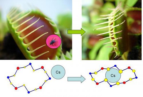 sulfide ring traps radioactive cesium New Material Goes all Venus Fly Trap on Nuclear Waste