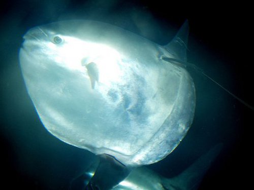 Sunfish Scientists Develop Solar Powered Robot Inspired by Sunfish