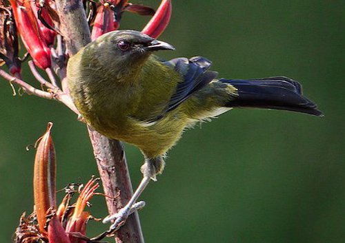 bellbird Transgender Bird Spotted in New Zealand; First of its Kind