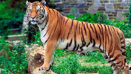 tiger 17 Asian Tiger Population on the Uptrend