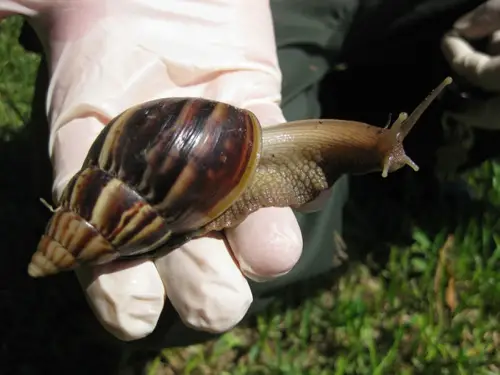 animal Giant African Snails Invading Florida  