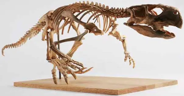Biggest Parrot Beaked Dinosaur’s fossil Biggest Parrot Beak Dinosaur Fossil Excavated From Siberia
